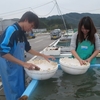  陸前高田合宿レポート (11)〜エゾイシカゲ貝と米崎りんご