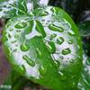 日本の雨