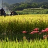 北嵯峨の彼岸花咲く田園風景