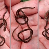 カマキリを洗脳し入水自殺させる悪魔のようなハリガネムシも知恵の輪と思えばかわいいかも