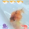ベランダの子供たち、未来はそこだ（土だ、水だ）