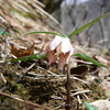 御池岳　花を愛でつつ彷徨い山行　2007.04.14