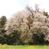 中の山桜・・