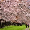 念願の静内二十間道路の桜