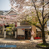 寺町六角･誓願寺前の桜景