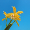 Cattleya xanthina