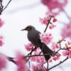 大仁狩野川の土手の河津桜並木⑥