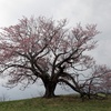 【桜撮影】岩手県の桜パトロール３