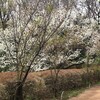 操体・操体法は何故それほどポピュラーではないか