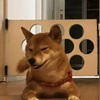 友達から頂いた柴犬の笑顔に癒されました☆