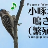 コゲラの鳴き声【野鳥図鑑・鳴き声図鑑】Dendrocopos kizuki 　Japanese Pygmy Woodpecker