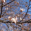 台風被害に遭った黒川緑地公園の桜が花を開き被害復旧工事も始まる