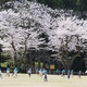 「創造の森」の桜（前編）