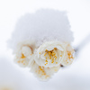 梅にふんわり雪帽子(白梅)