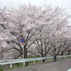 今年の　桜、さくら、サクラ