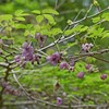 アケビの花とミツバアケビの花