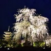 【京都】『東寺』のライトアップに行ってきました。 京都観光 京都旅行 京都桜 女子旅