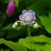 庭の花＆亀京窯の花