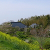 菜の花のある風景