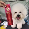 ドッグショー✨3月29日(日)