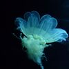 きょうは鶴岡、加茂水族館