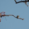 ハチクイ(Rainbow Bee-eater)