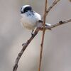 あさはた遊水池の鳥撮り三昧他