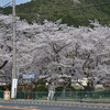 三上山（近江富士）山麓の桜風景その３