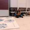 【猫】もう無理そうなのに洗濯機の下に根気よく入るちょこちゃん。