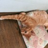 猫の行動　秋