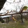 大峰山桜公園（新発田市貝屋393）の桜の様子 2024(3/6)