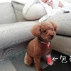 前足の包帯！