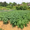 野菜づくりは早寝早起きが苦じゃないお年頃になってから。