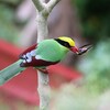 ヘキサン(Green Magpie)