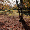 奈良公園に紅葉を撮りに行く