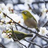 ［暮らし歳時記］２月にまつわることを総まとめ！〈行事・食・花・星・商品・遊び…他〉