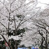 目黒川の桜　混雑を避けて満開の桜を満喫｜2024年の開花状況、穴場、大崎、五反田、見どころ、アクセス、散策ルート