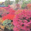 【2023年】ついに見頃に！東福寺で紅葉狩り🍁混雑回避におすすめの早朝コース