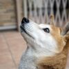【犬が食べてもいいものリスト】食事を与える際の注意点も紹介！