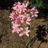 (175) Lycoris squamigera