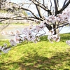 斐伊川堤防桜並木の桜は満開！（8）島根県雲南市木次町