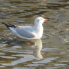 都鳥(ユリカモメ？)