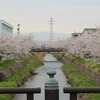 満開の桜