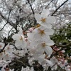 雨の桜。虫が花弁に雨宿りしてました。