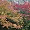 小春日和の平和公園 里山