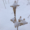 数日降り続いた雪