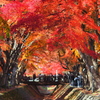 紅葉の河口湖の風景 2023