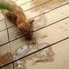 野良猫を飼い始める