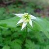 初夏を彩る庭花【Ⅰ】