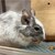 しろごまあん1245日目